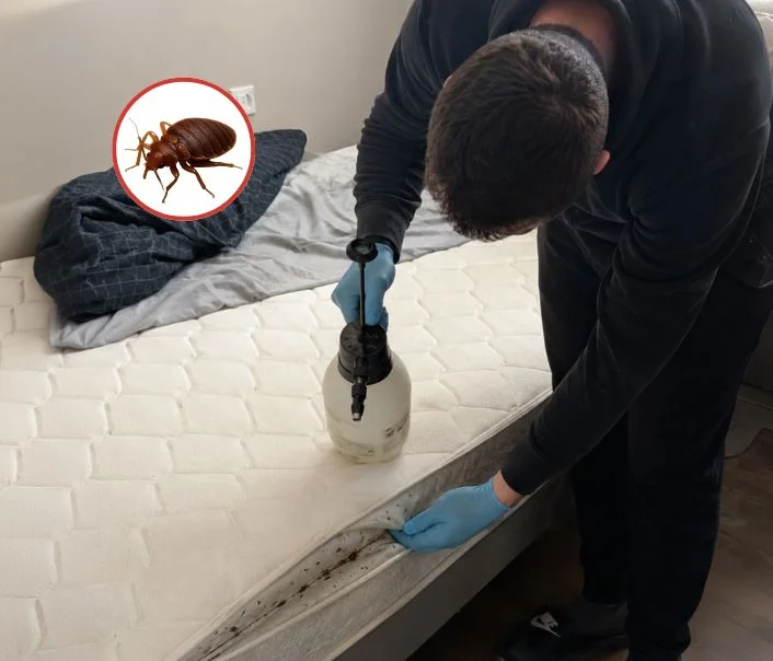 Technicien traitant un matelas contre les punaises de lit à Chevannes